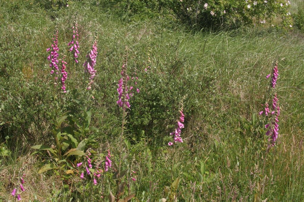 Digitalis purpurea (door Willem Braam)