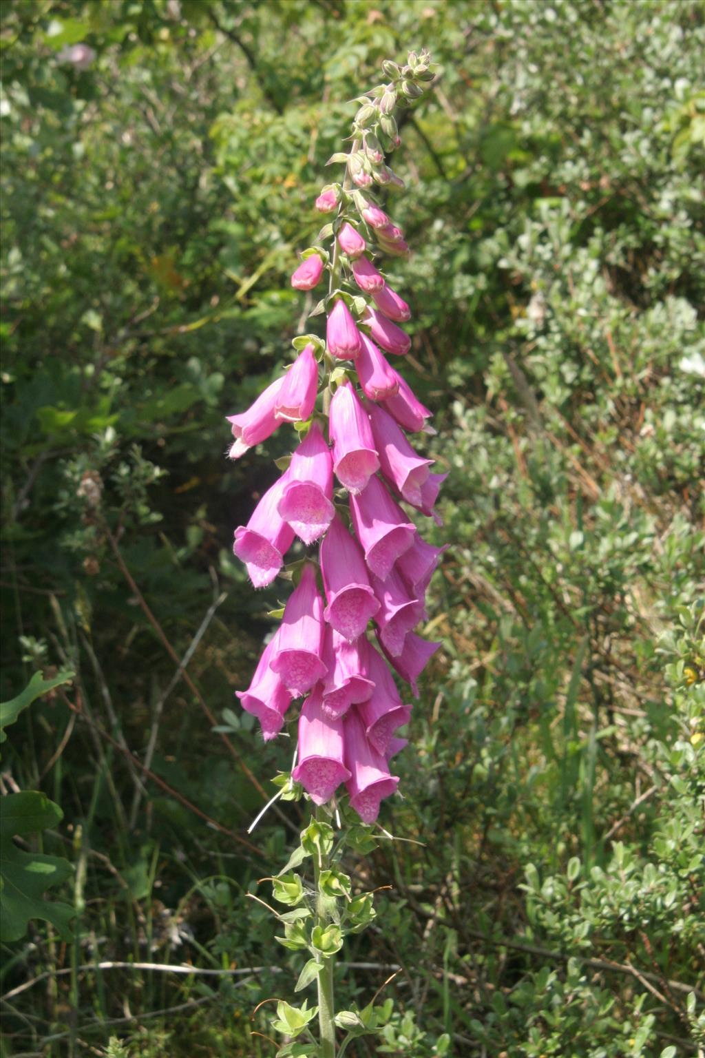 Digitalis purpurea (door Willem Braam)