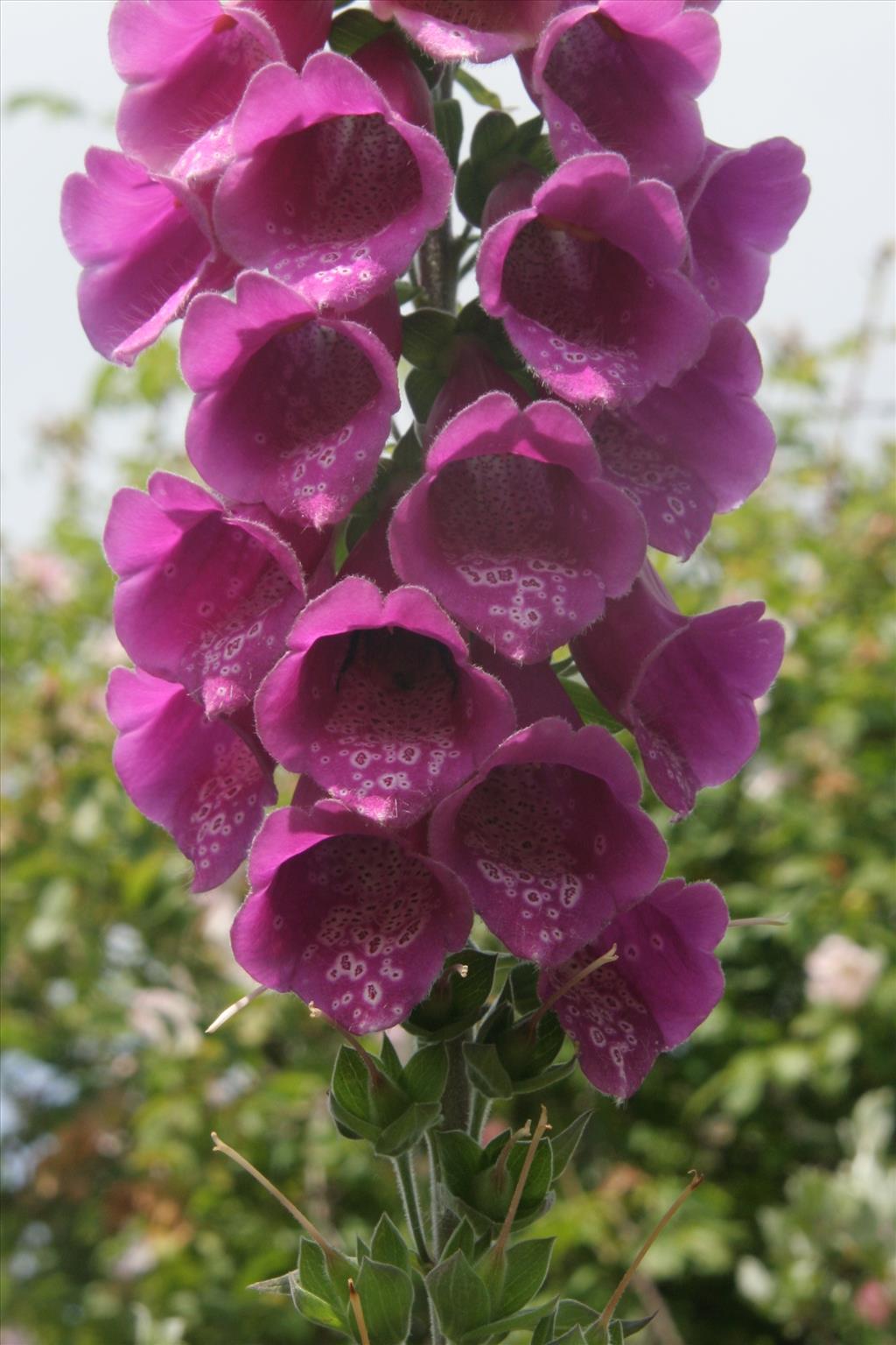 Digitalis purpurea (door Willem Braam)