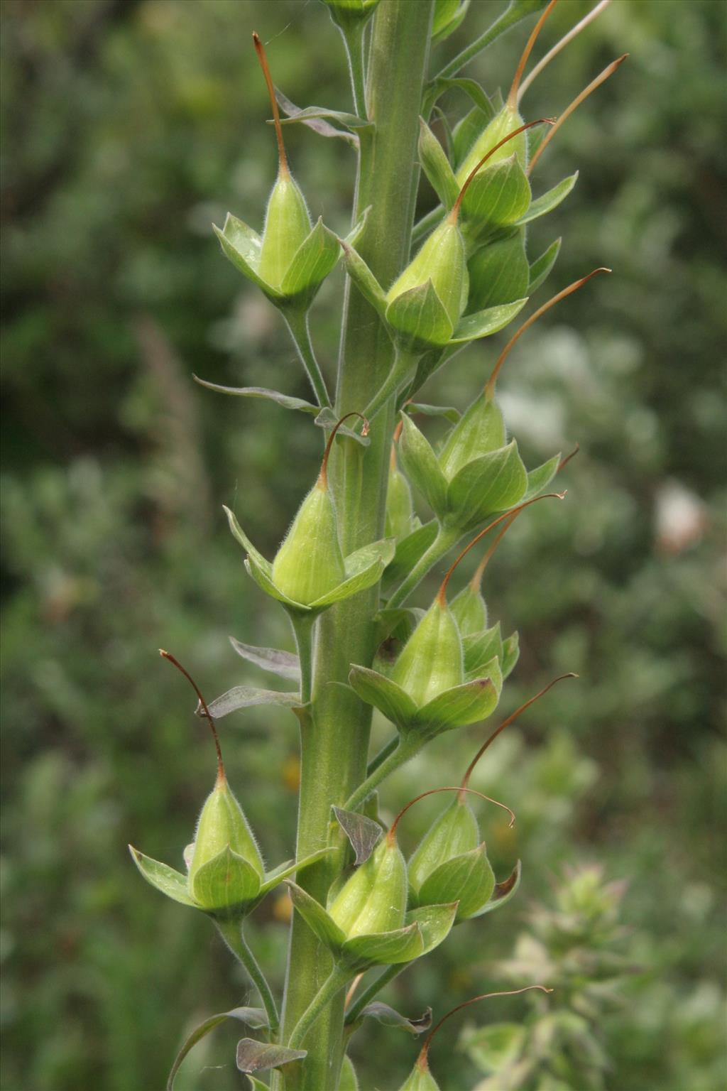 Digitalis purpurea (door Willem Braam)