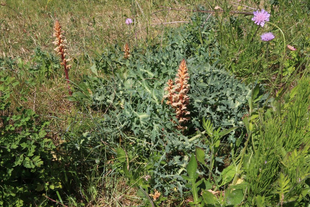 Orobanche amethystea (door Willem Braam)