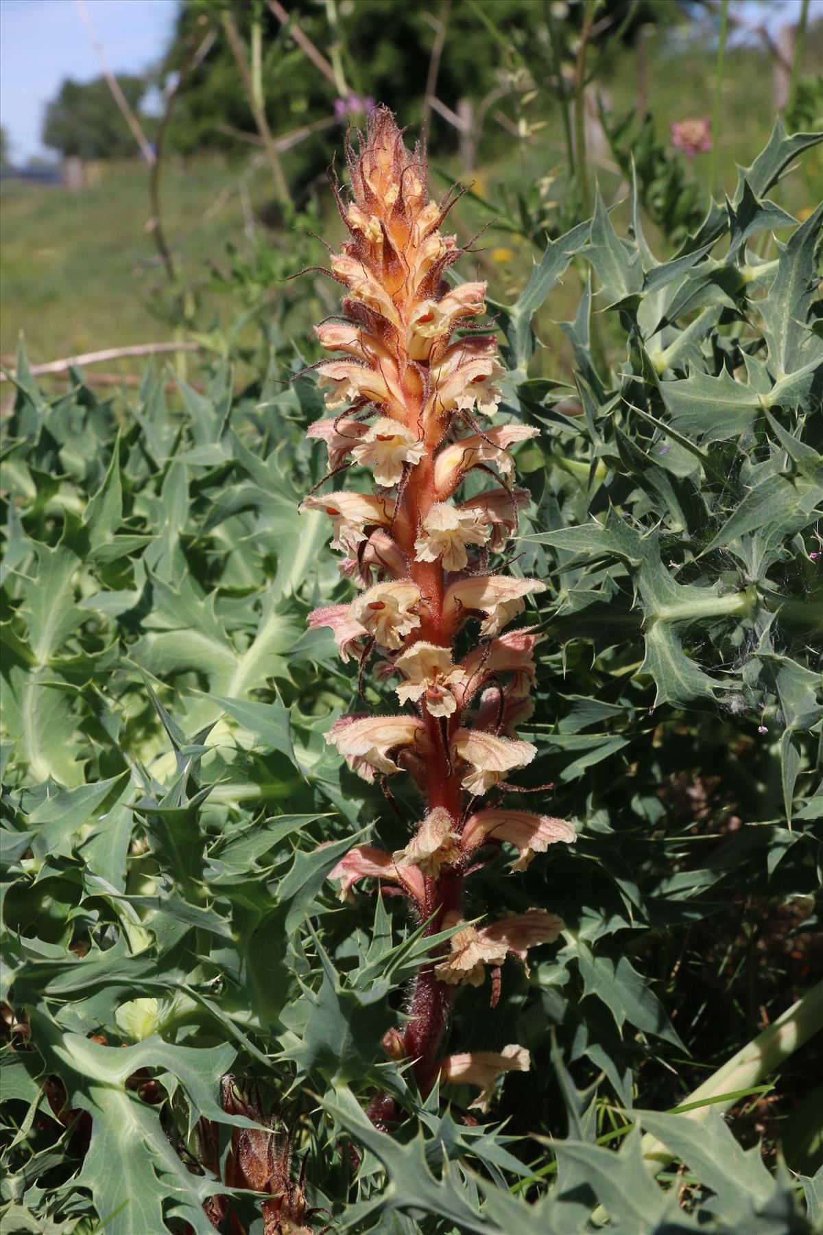 Orobanche amethystea (door Willem Braam)