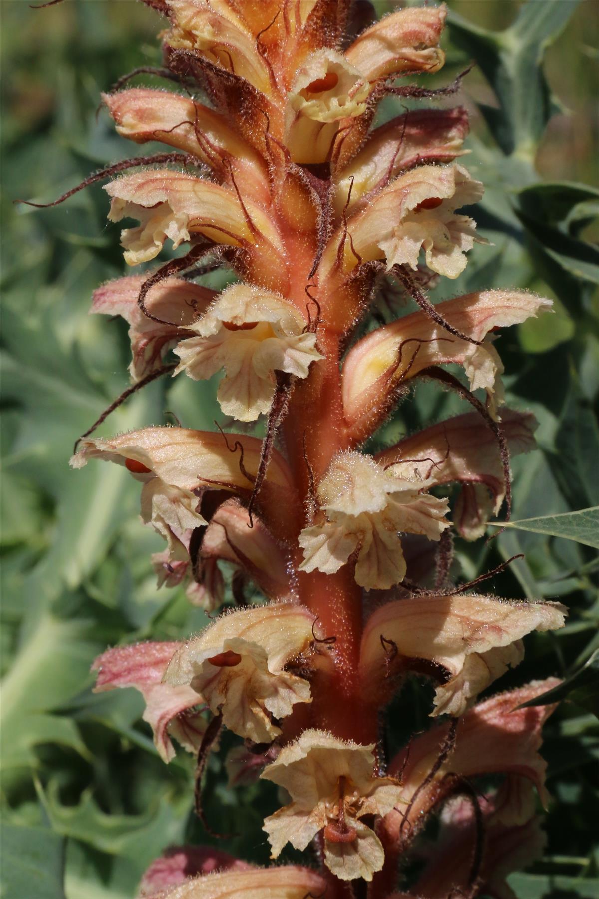 Orobanche amethystea (door Willem Braam)