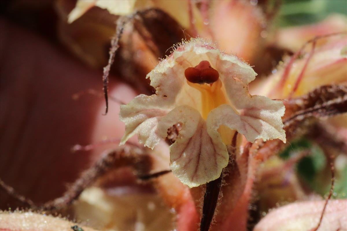 Orobanche amethystea (door Willem Braam)