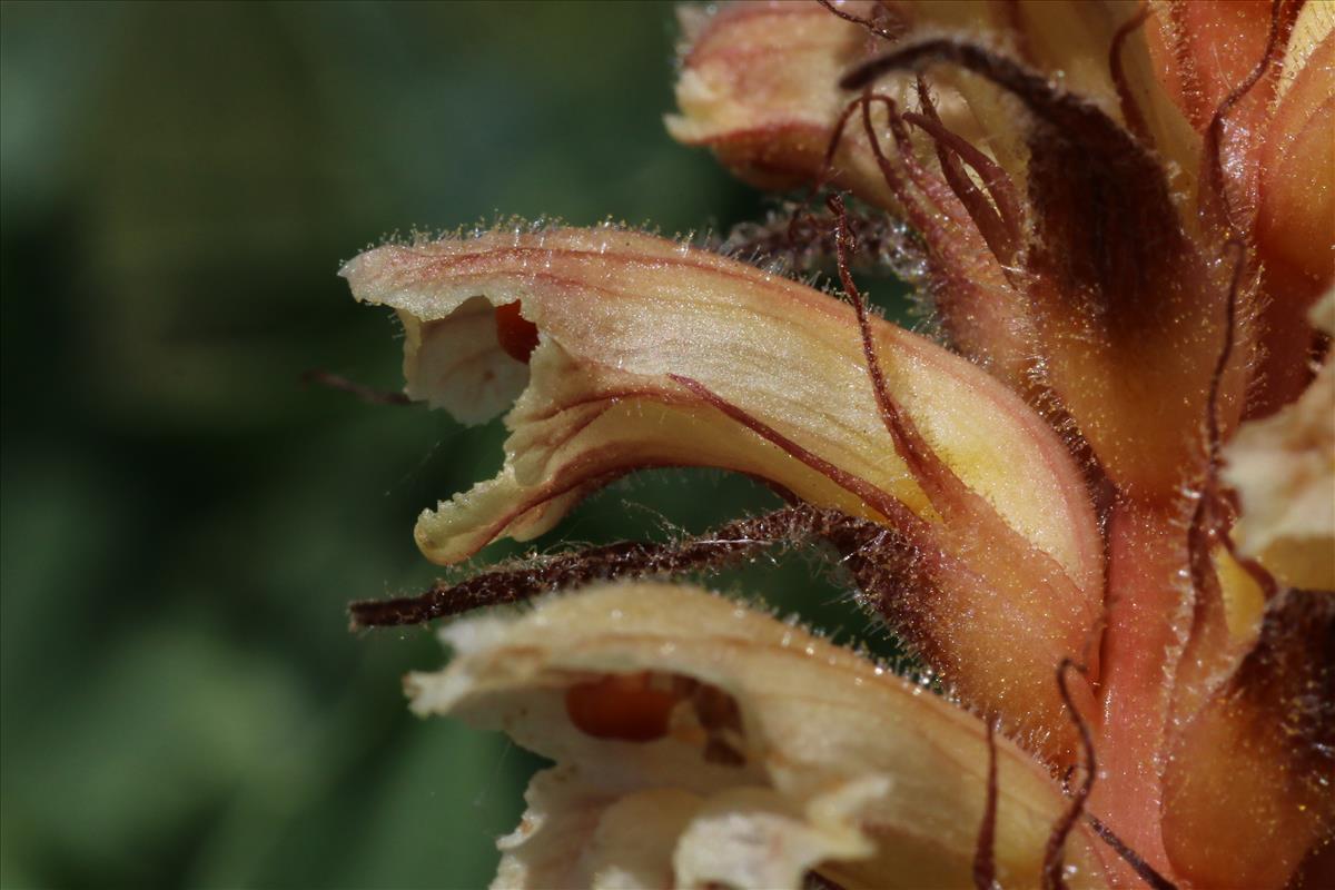 Orobanche amethystea (door Willem Braam)