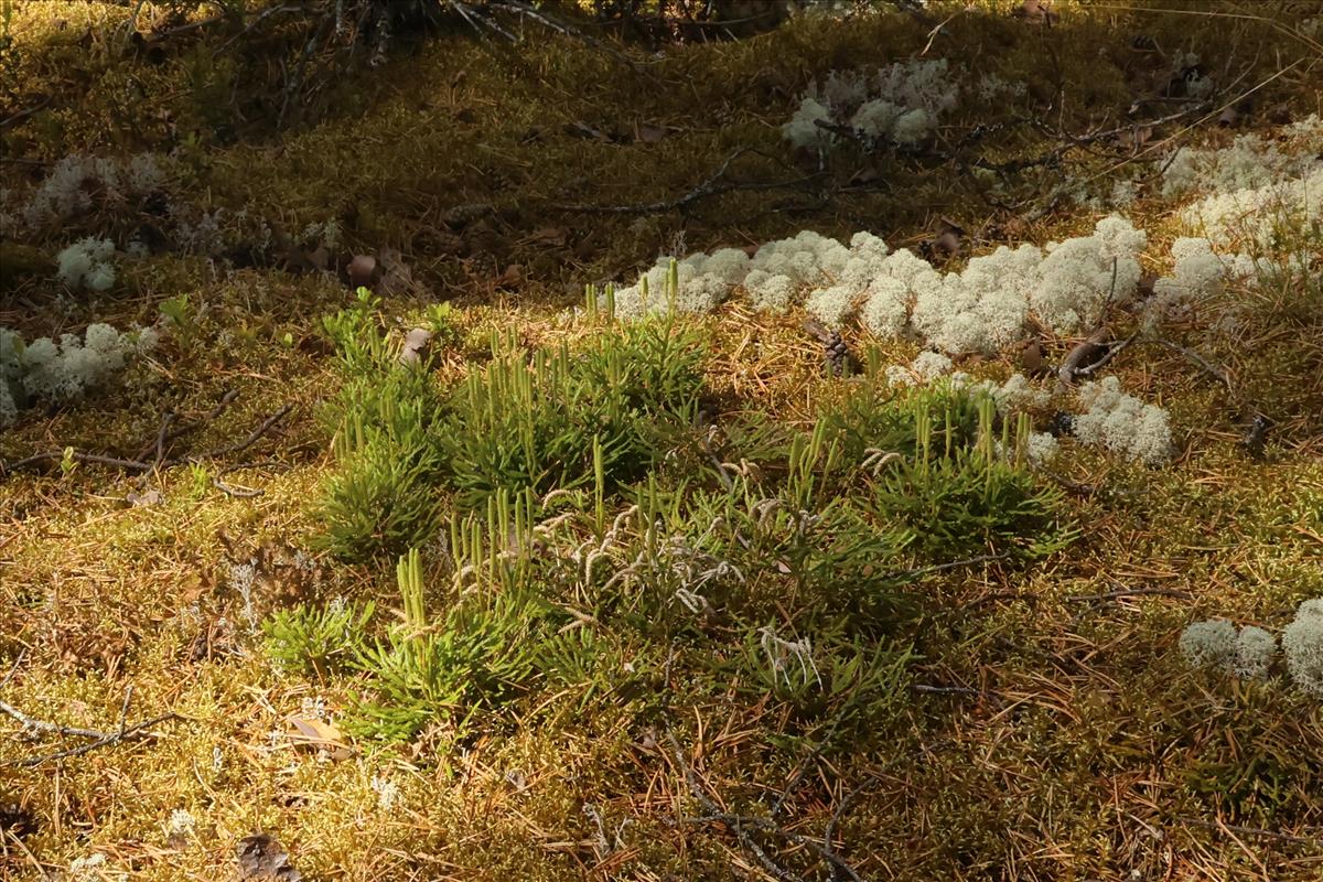 Lycopodium complanatum (door Willem Braam)