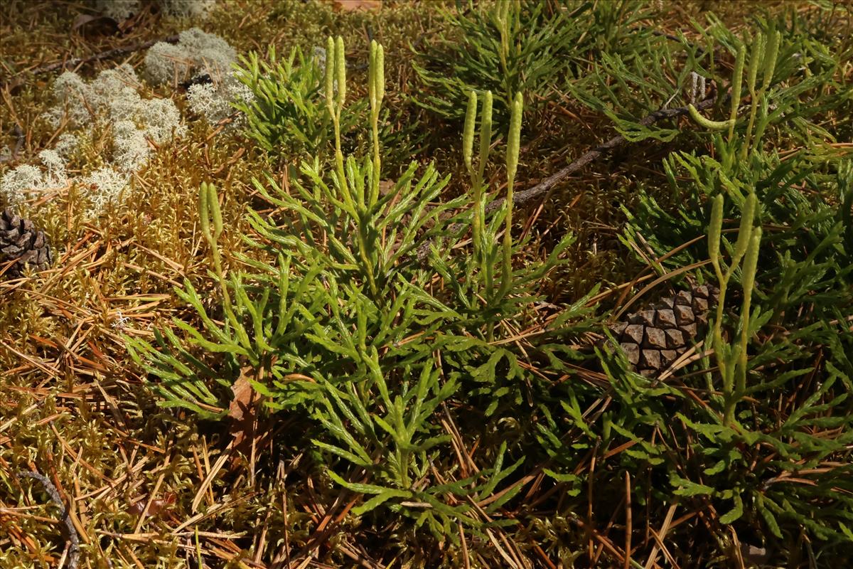 Lycopodium complanatum (door Willem Braam)