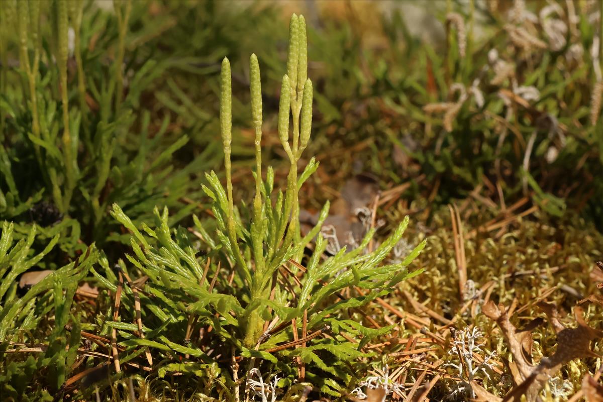 Lycopodium complanatum (door Willem Braam)