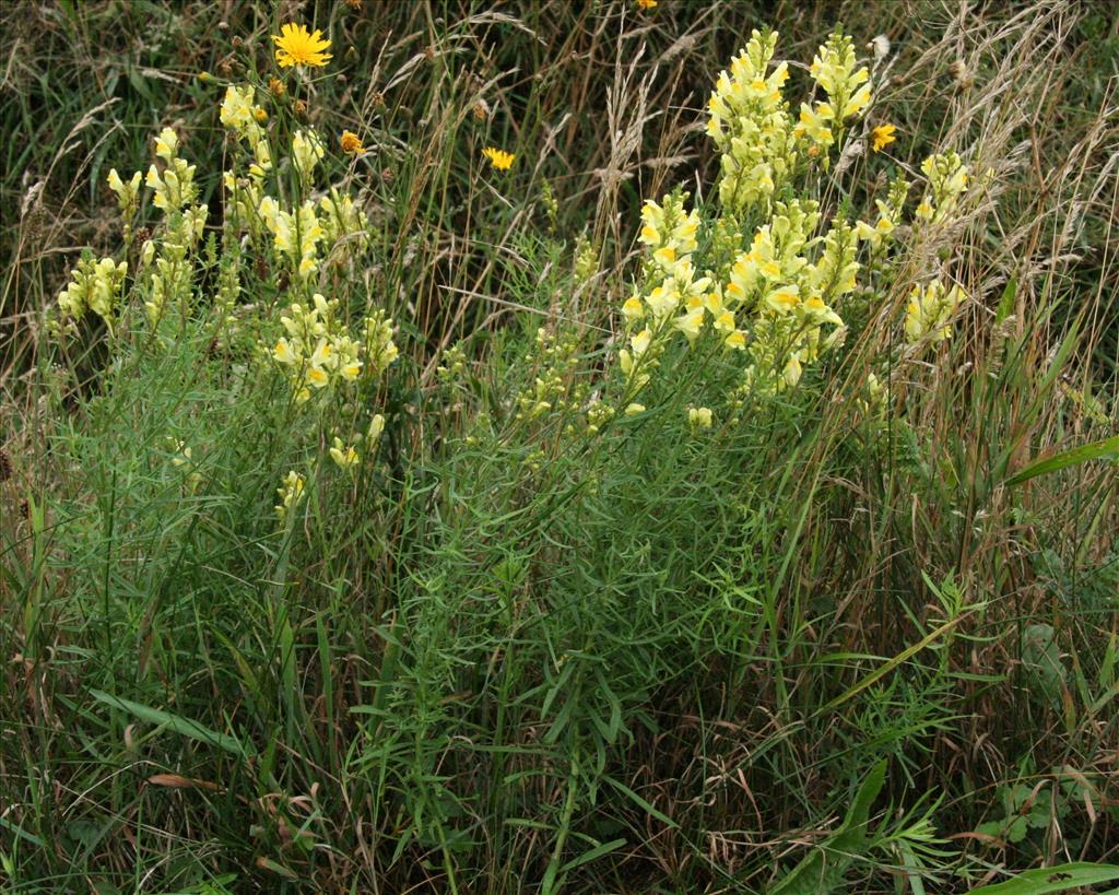 Linaria vulgaris (door Willem Braam)