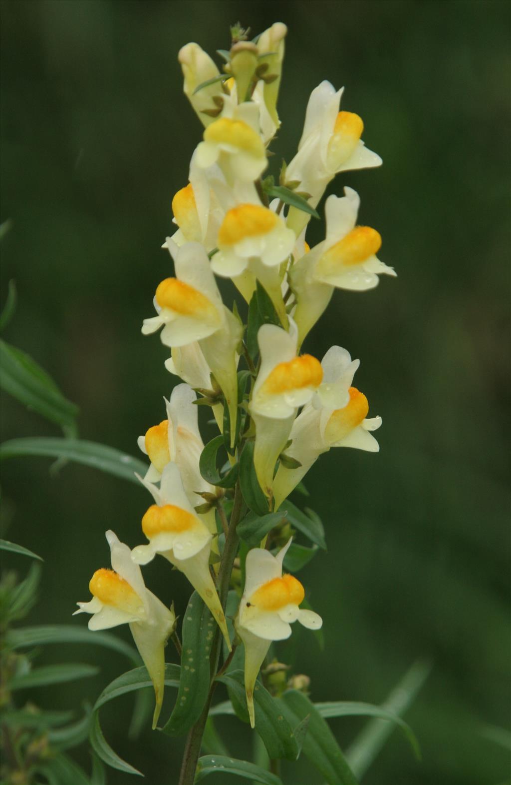 Linaria vulgaris (door Willem Braam)