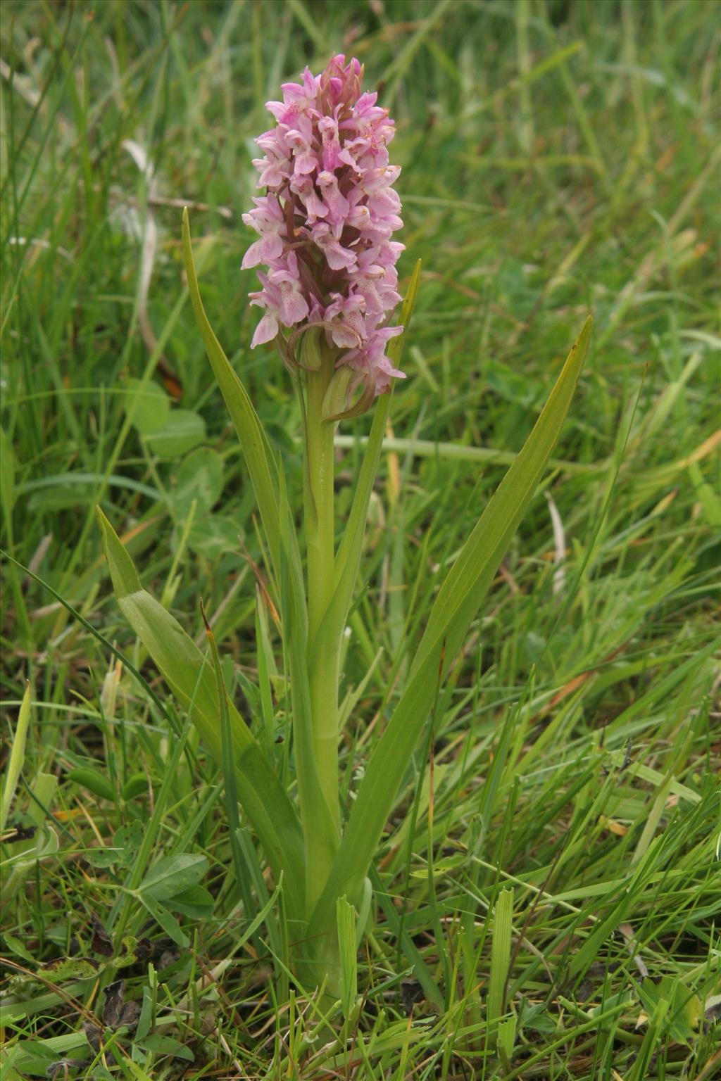 Dactylorhiza incarnata (door Willem Braam)