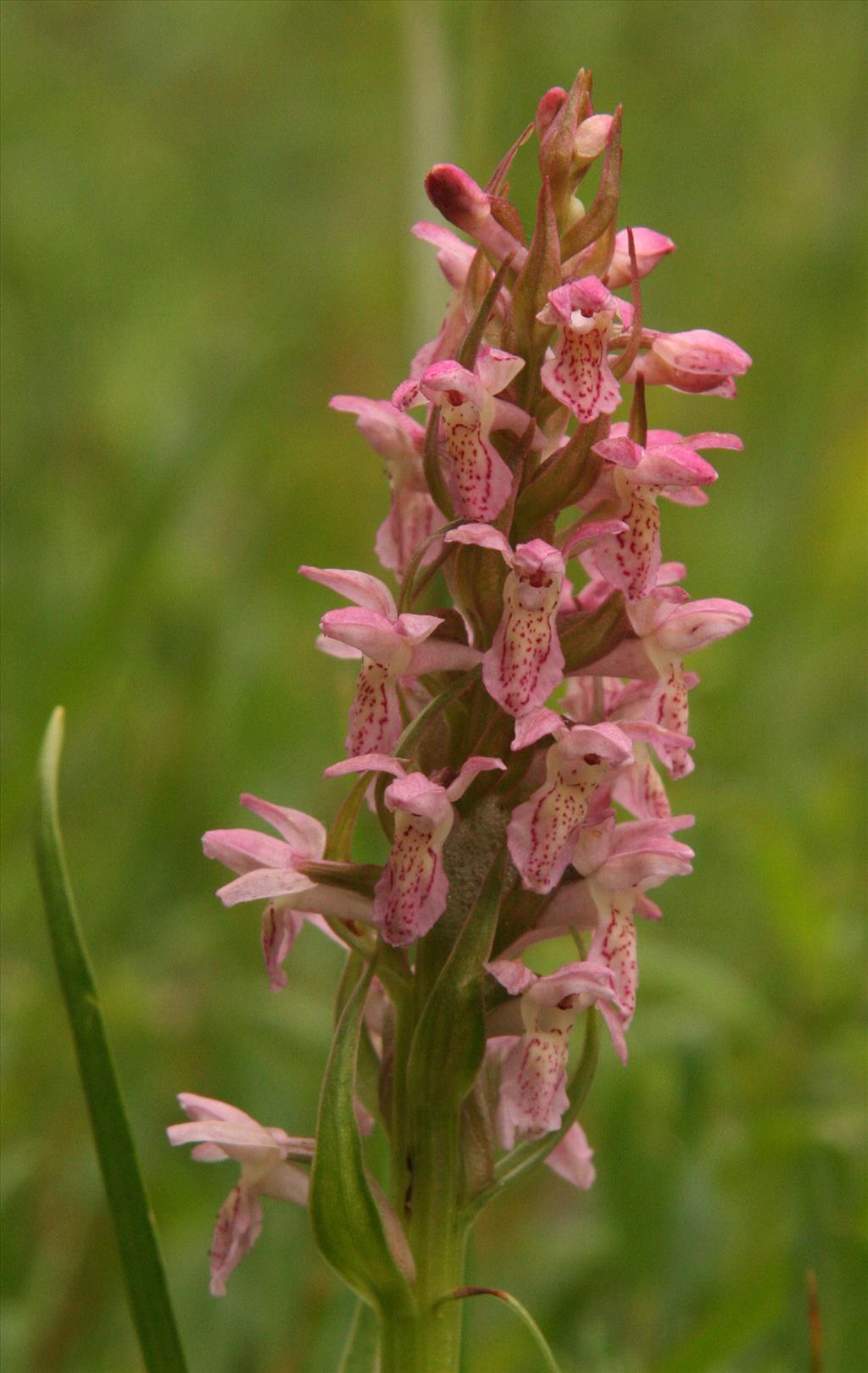 Dactylorhiza incarnata (door Willem Braam)