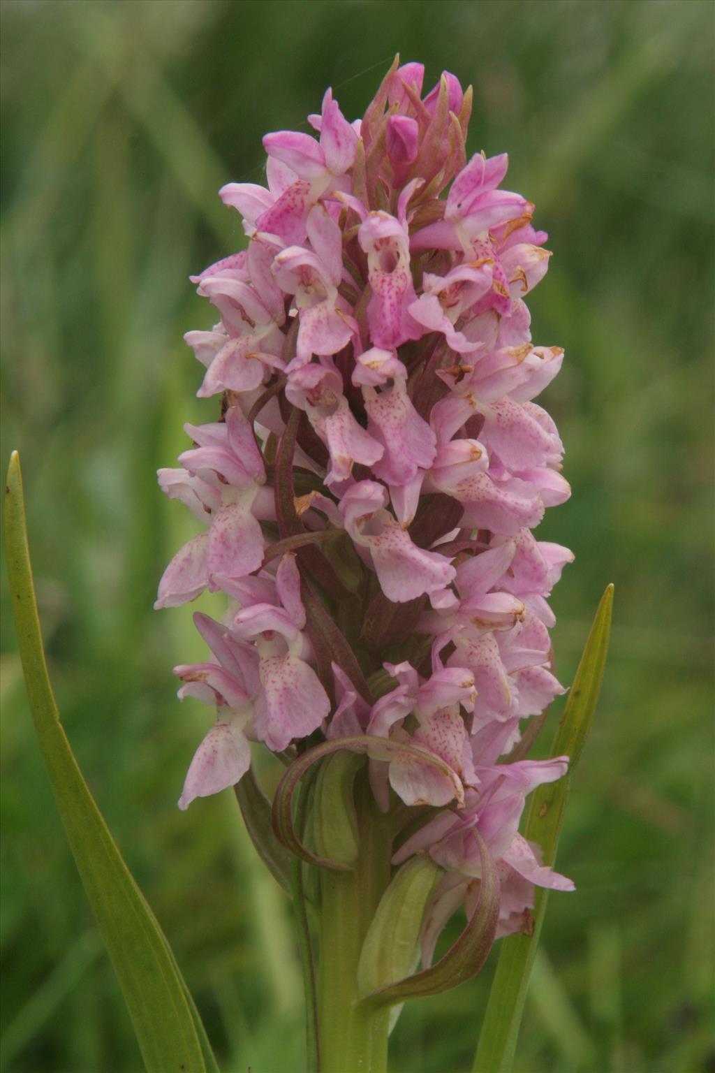 Dactylorhiza incarnata (door Willem Braam)