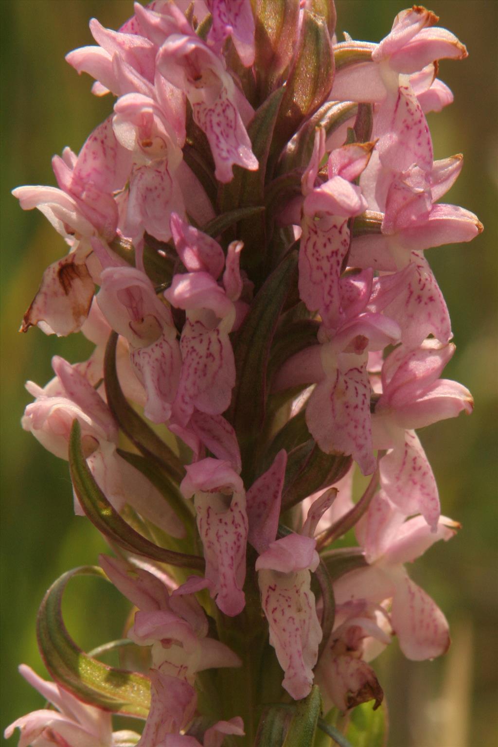 Dactylorhiza incarnata (door Willem Braam)