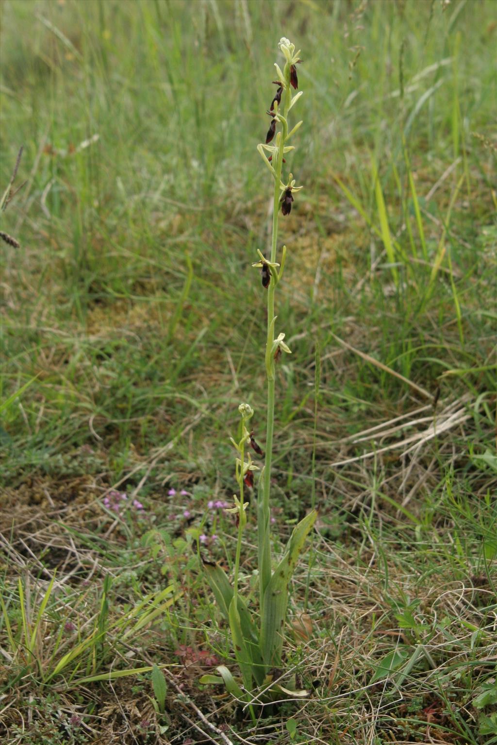 Ophrys insectifera subsp. insectifera (door Willem Braam)