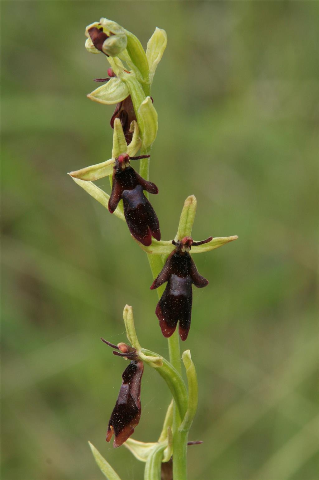 Ophrys insectifera subsp. insectifera (door Willem Braam)