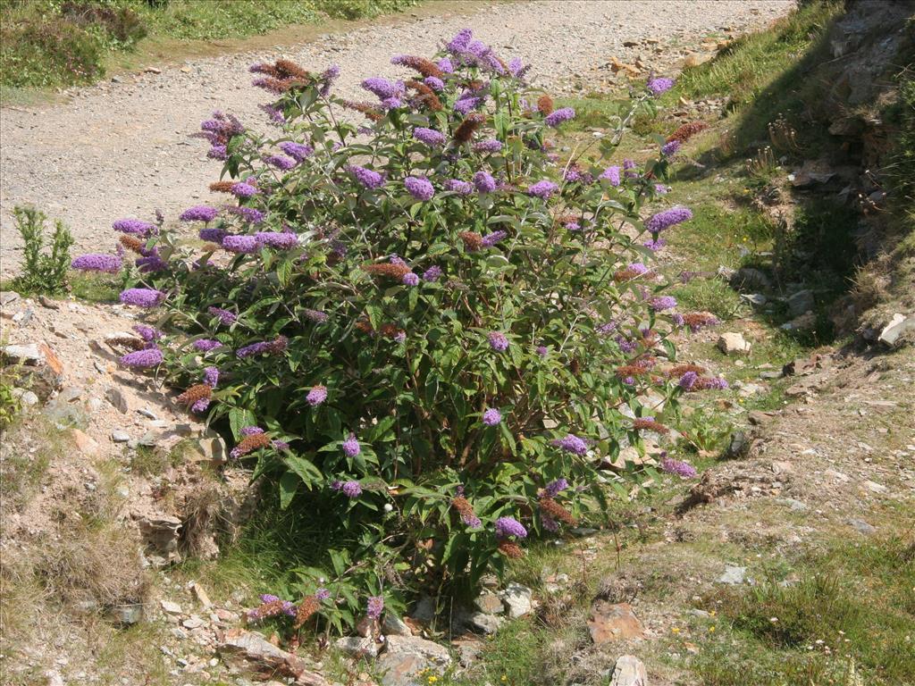 Buddleja davidii (door Willem Braam)