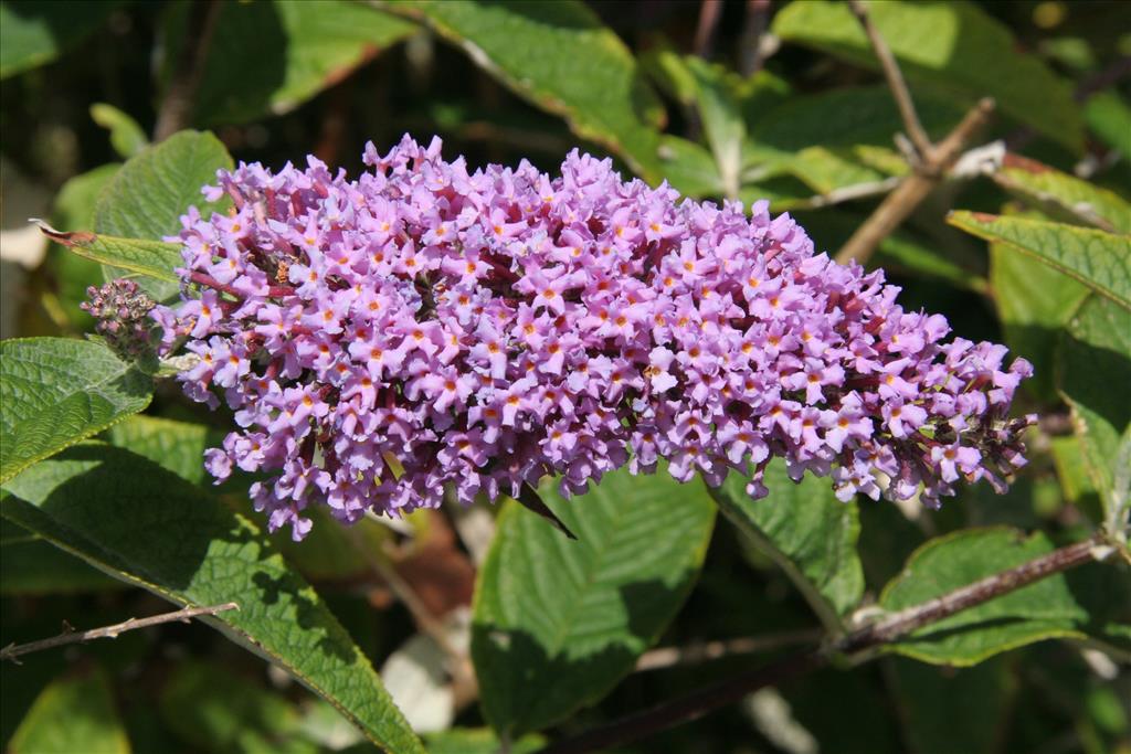 Buddleja davidii (door Willem Braam)