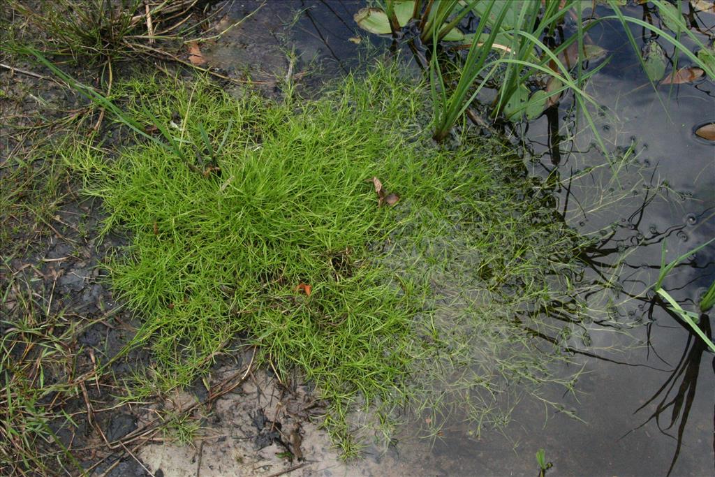 Isolepis fluitans (door Willem Braam)