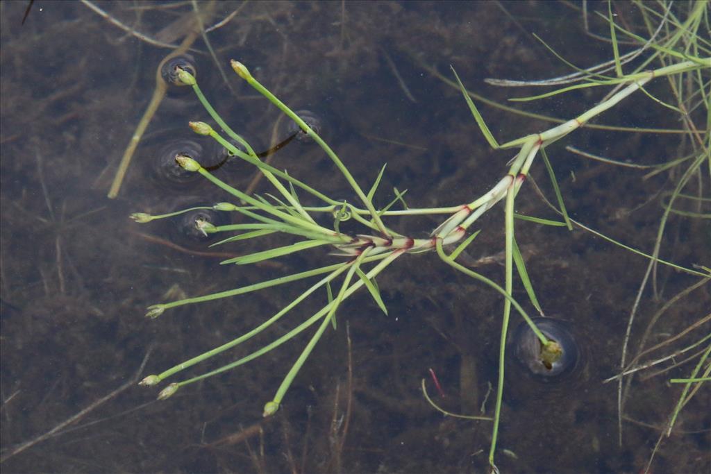 Isolepis fluitans (door Willem Braam)