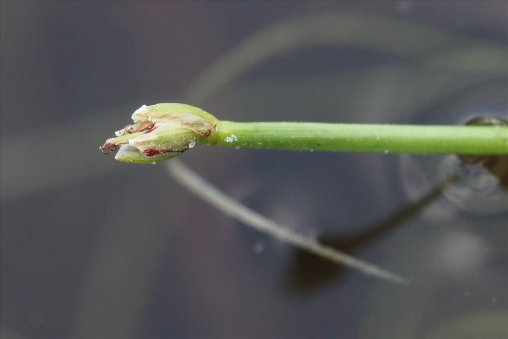 Isolepis fluitans (door Willem Braam)