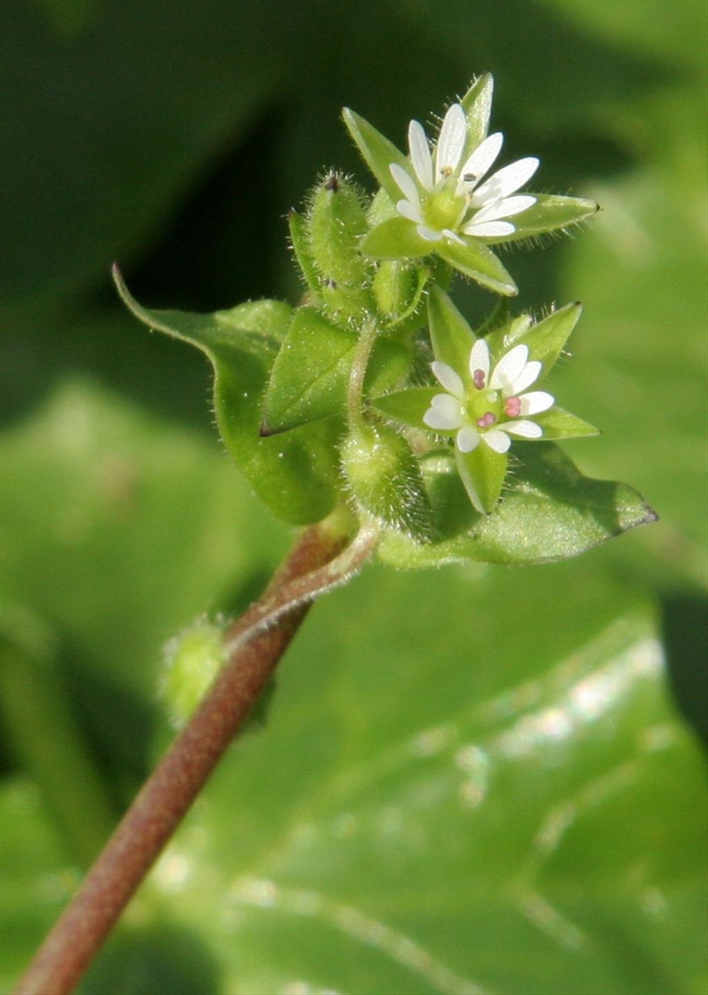 Stellaria media (door Willem Braam)