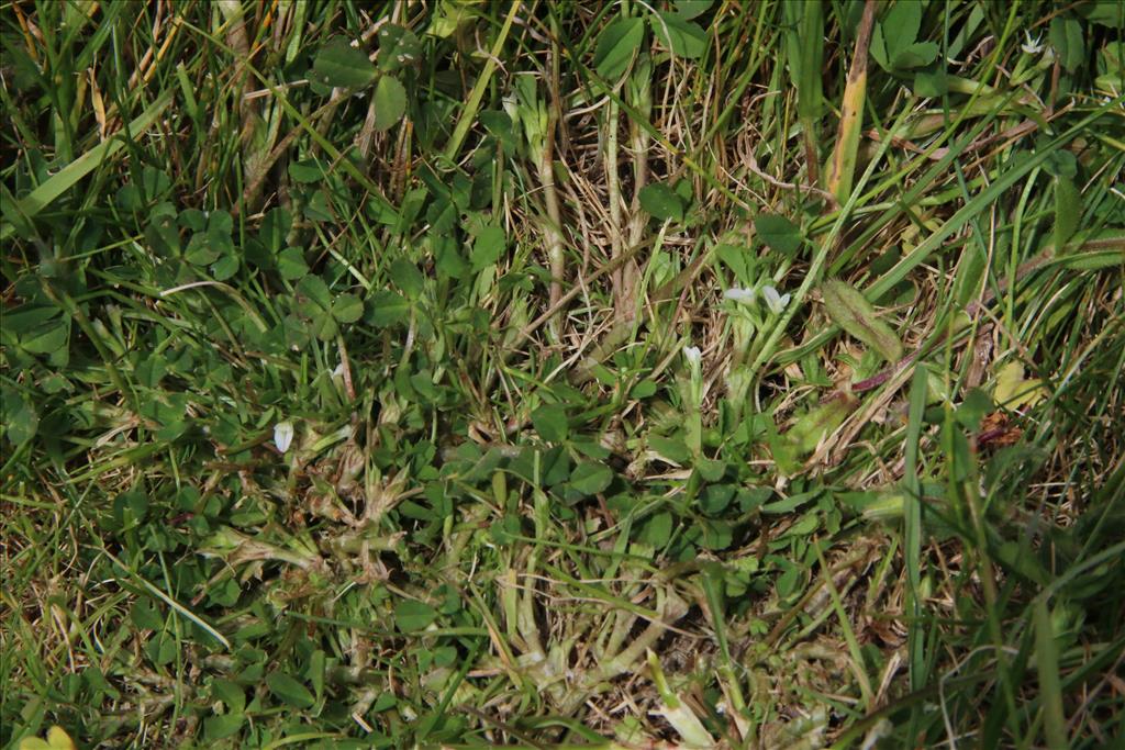 Trifolium ornithopodioides (door Willem Braam)