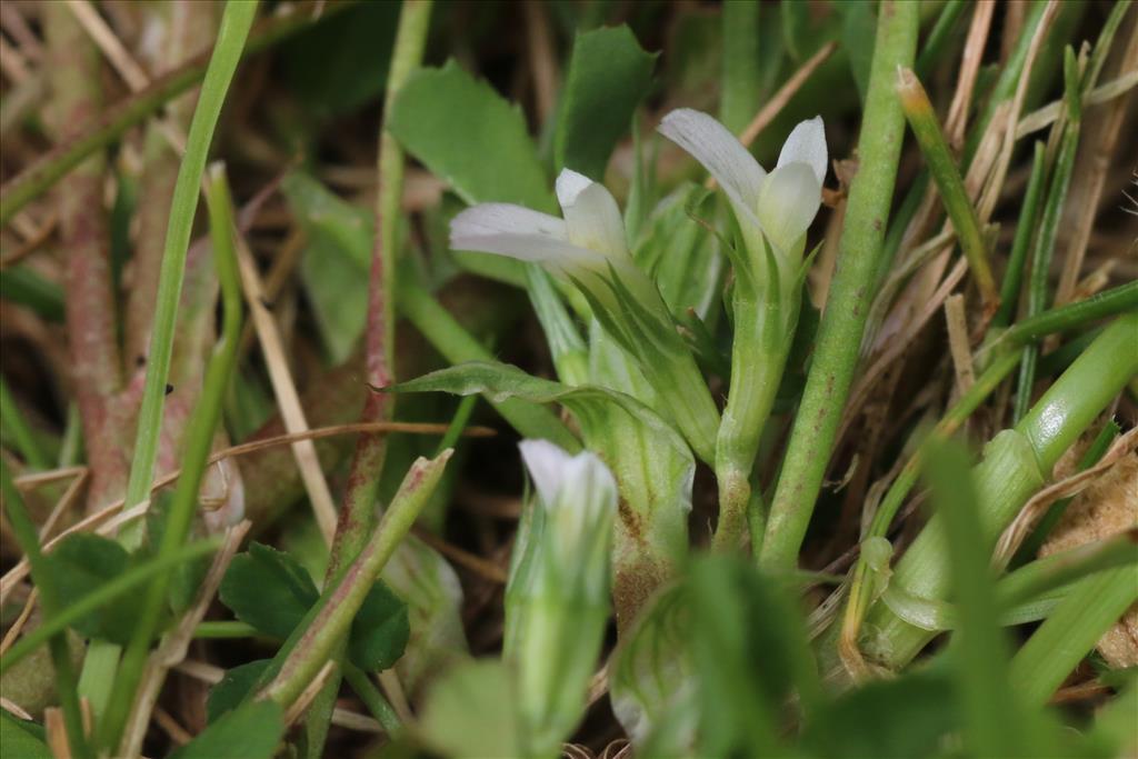 Trifolium ornithopodioides (door Willem Braam)