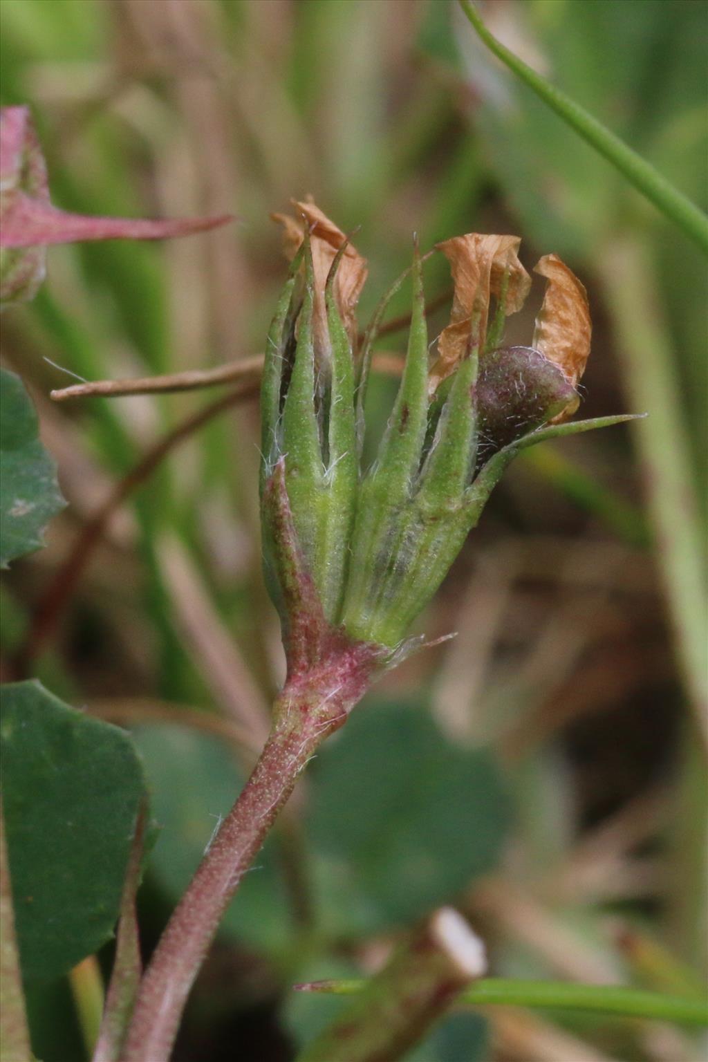 Trifolium ornithopodioides (door Willem Braam)