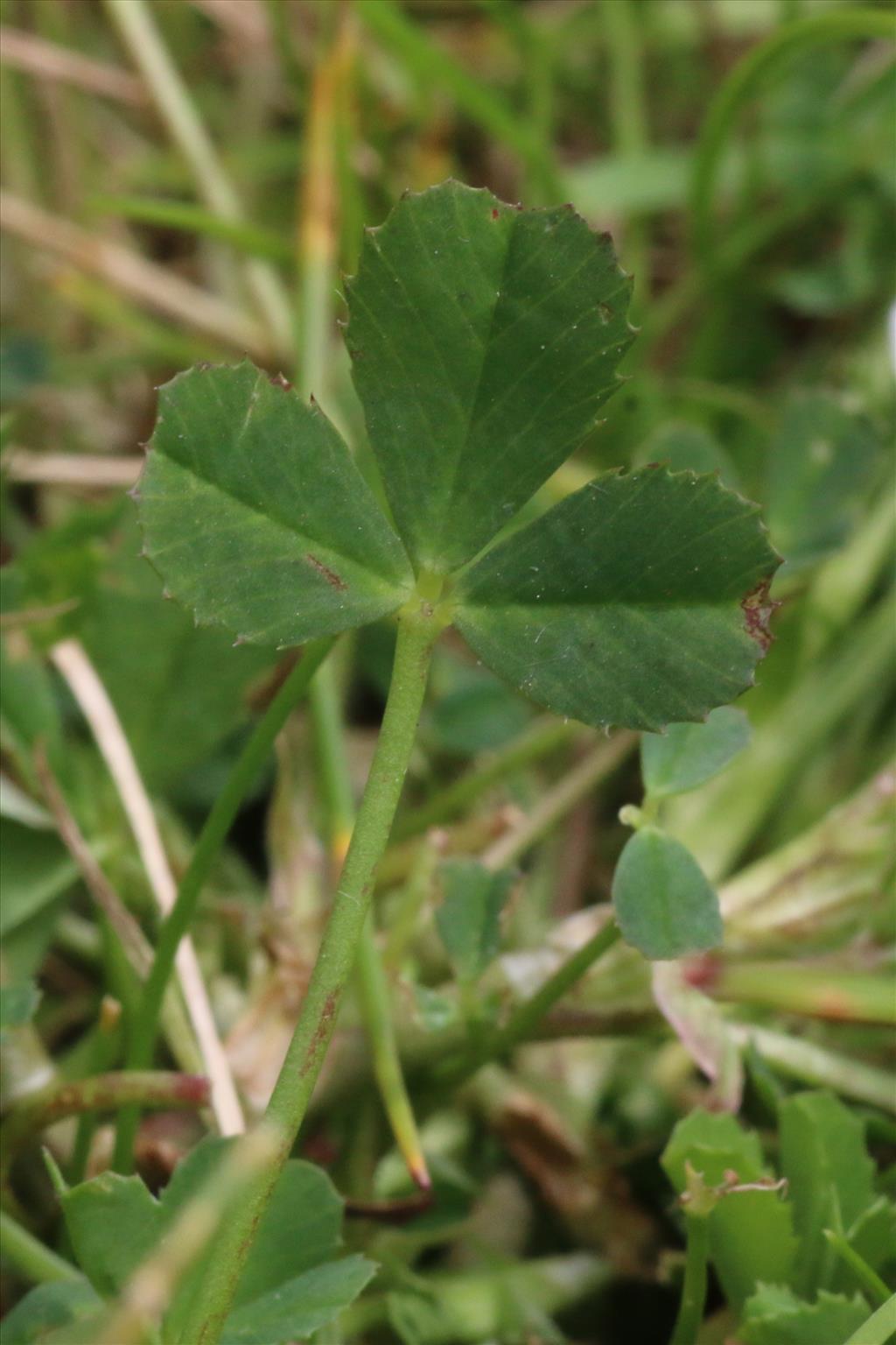 Trifolium ornithopodioides (door Willem Braam)