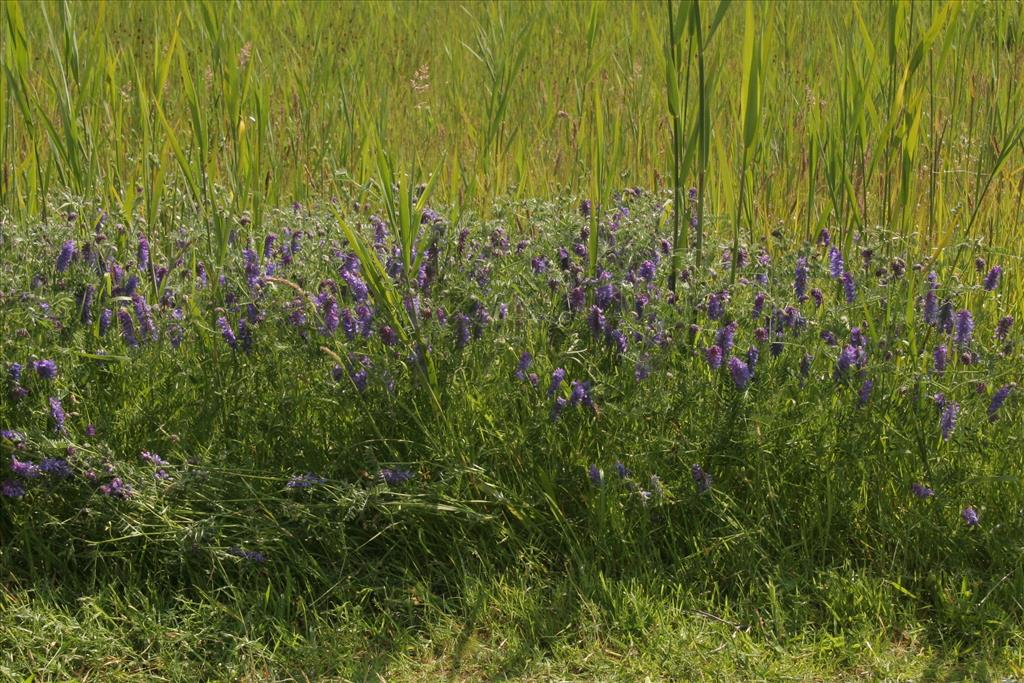 Vicia cracca (door Willem Braam)