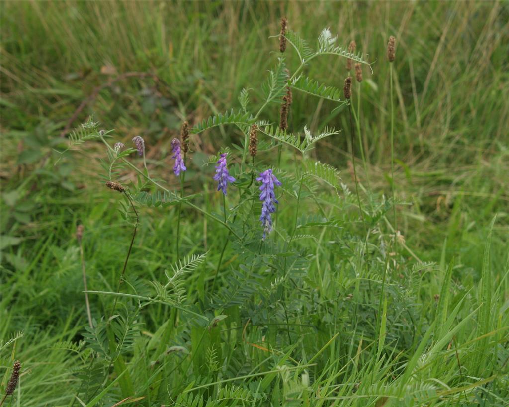 Vicia cracca (door Willem Braam)