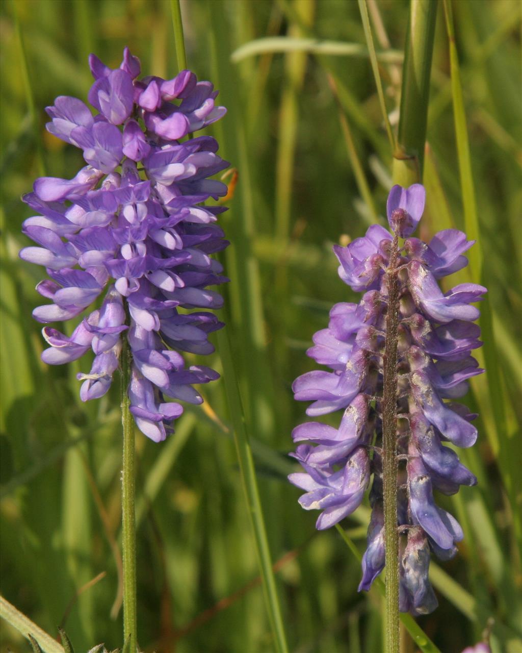 Vicia cracca (door Willem Braam)