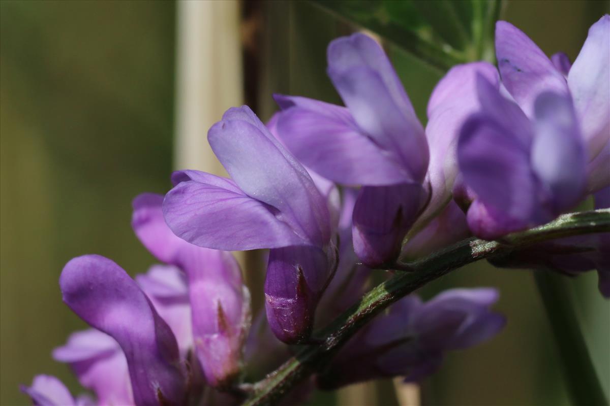 Vicia cracca (door Willem Braam)