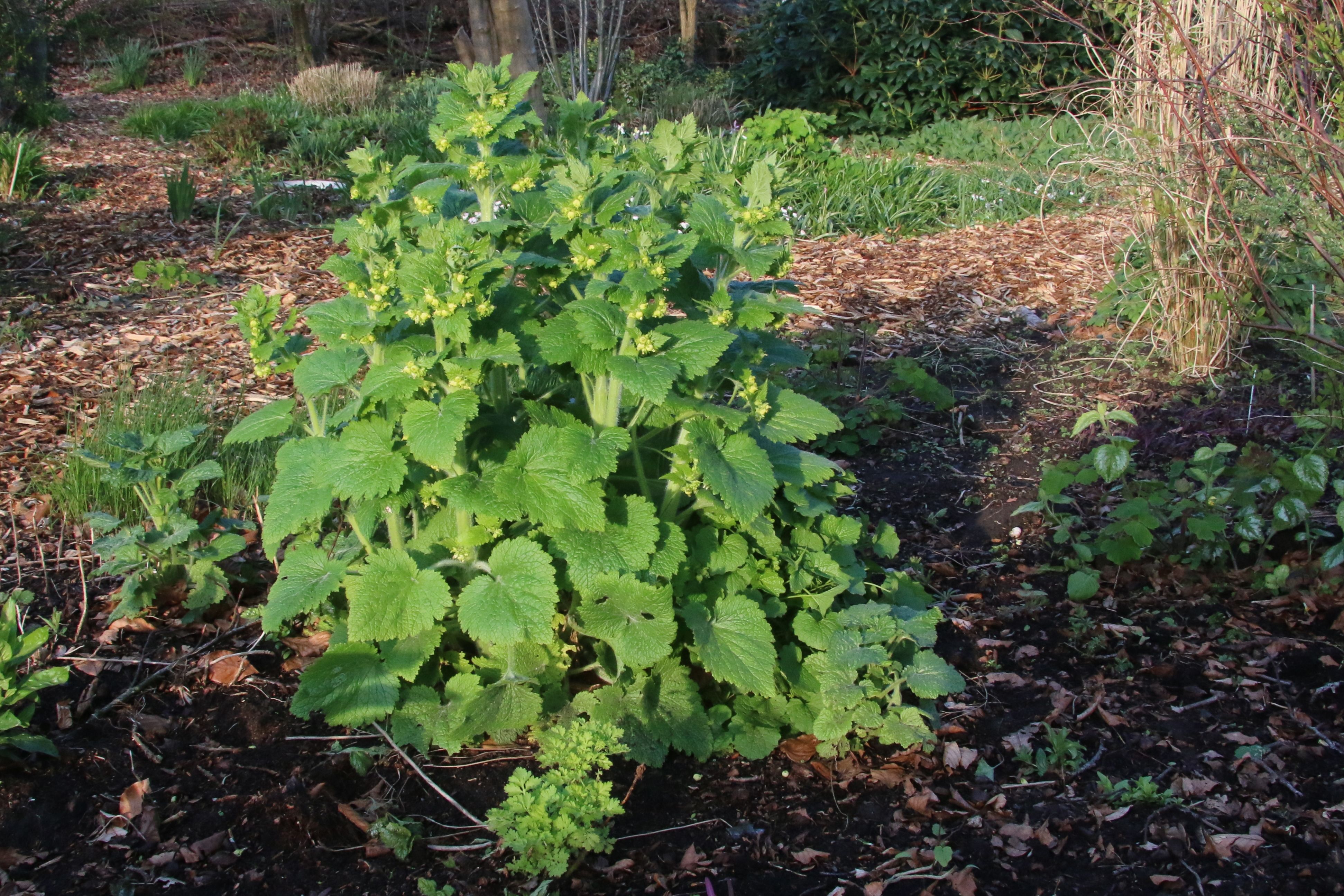 Scrophularia vernalis (door Willem Braam)