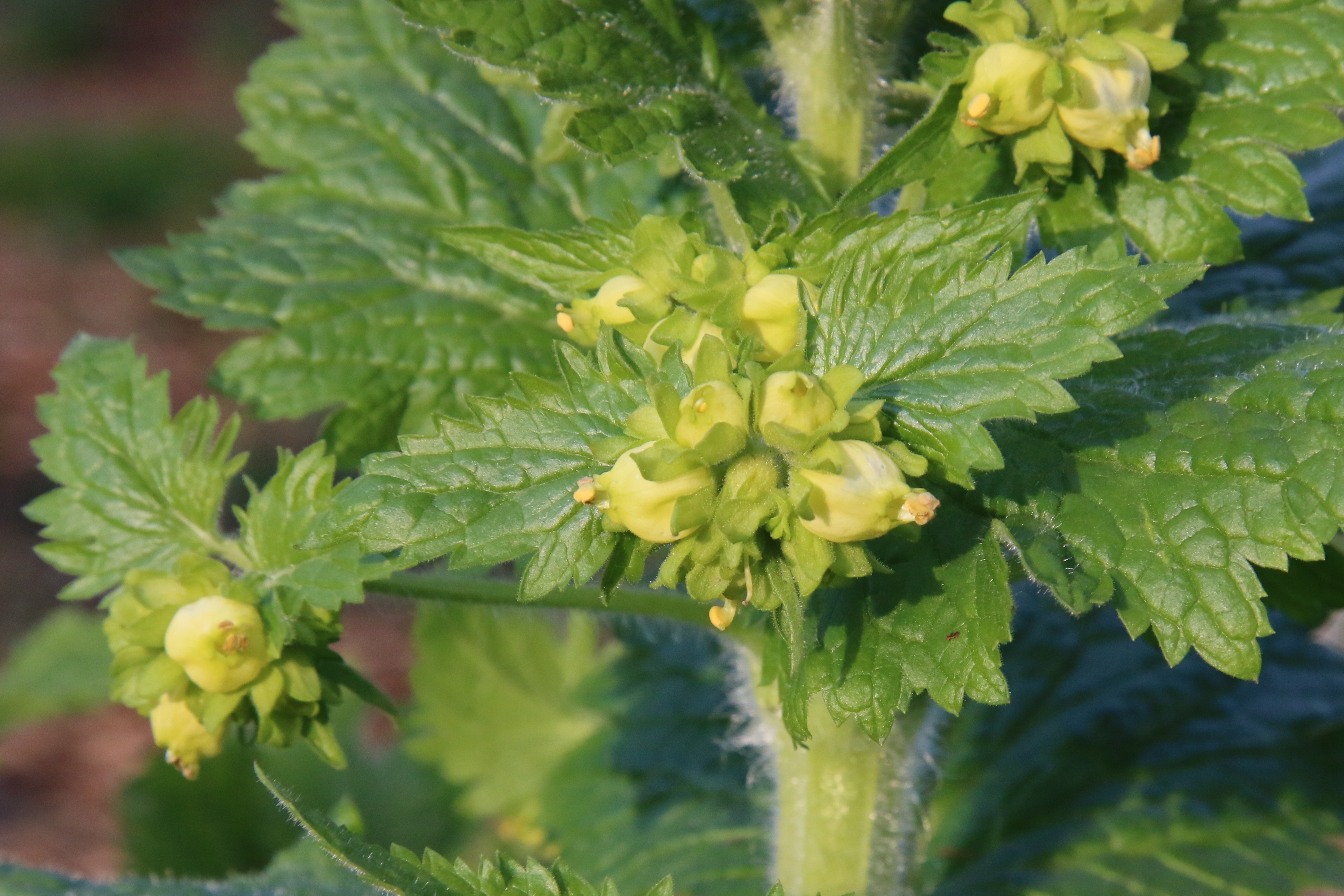 Scrophularia vernalis (door Willem Braam)