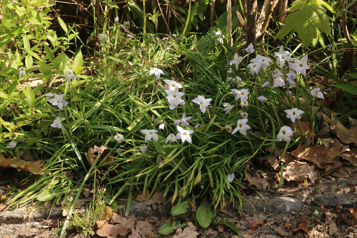 Ipheion uniflorum (door Willem Braam)