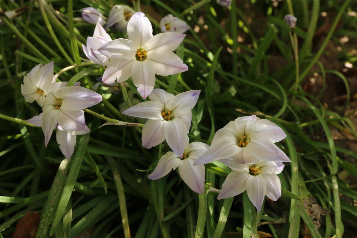 Ipheion uniflorum (door Willem Braam)