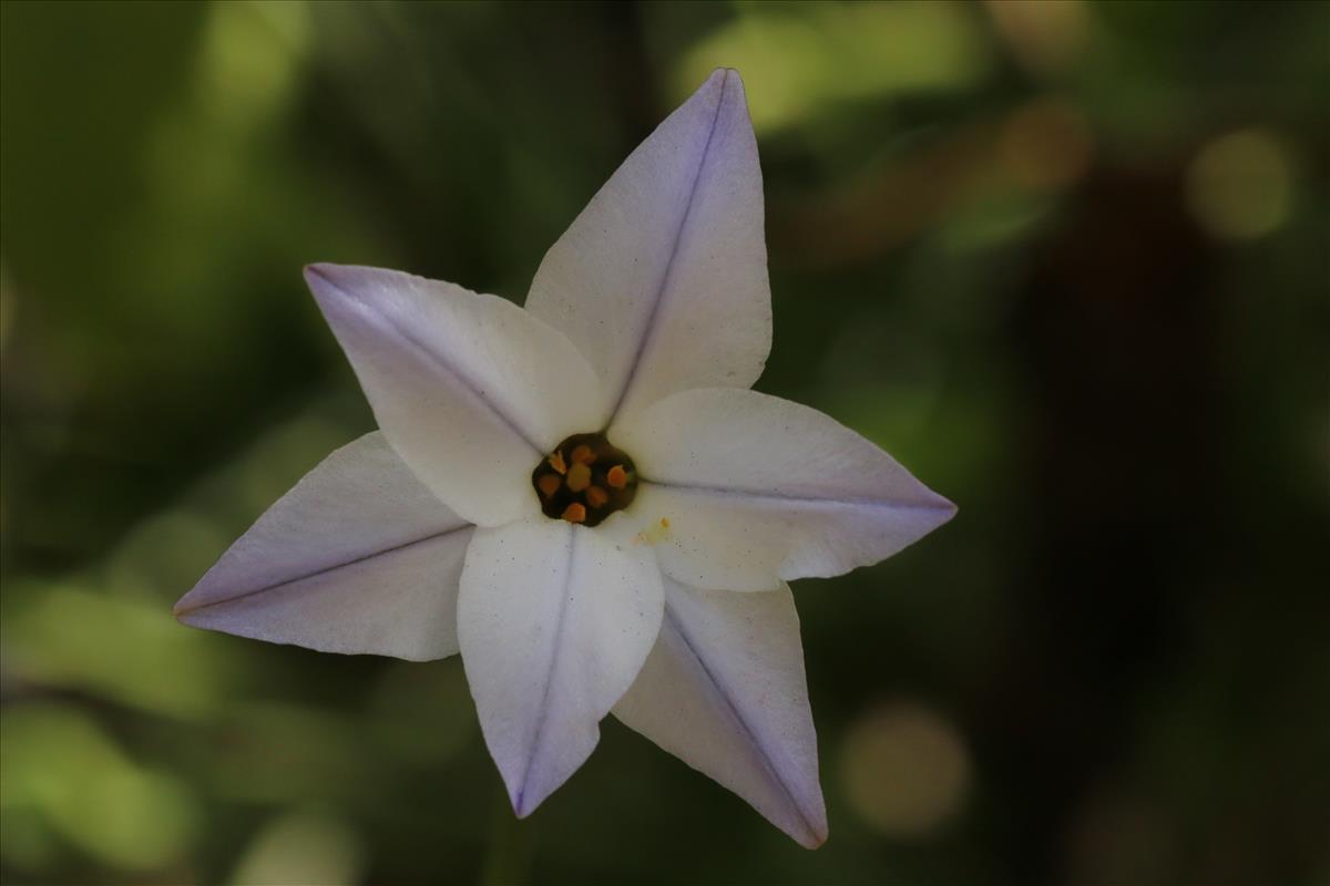 Ipheion uniflorum (door Willem Braam)