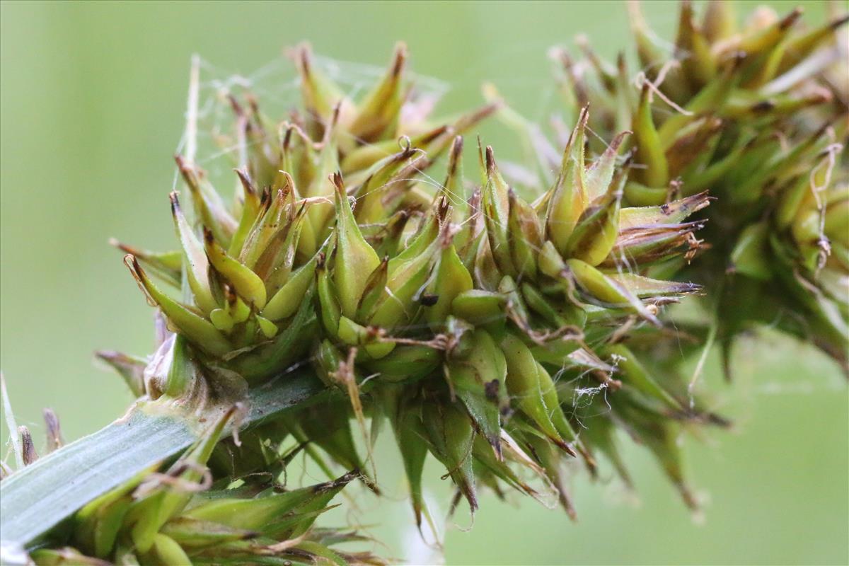 Carex vulpina (door Willem Braam)