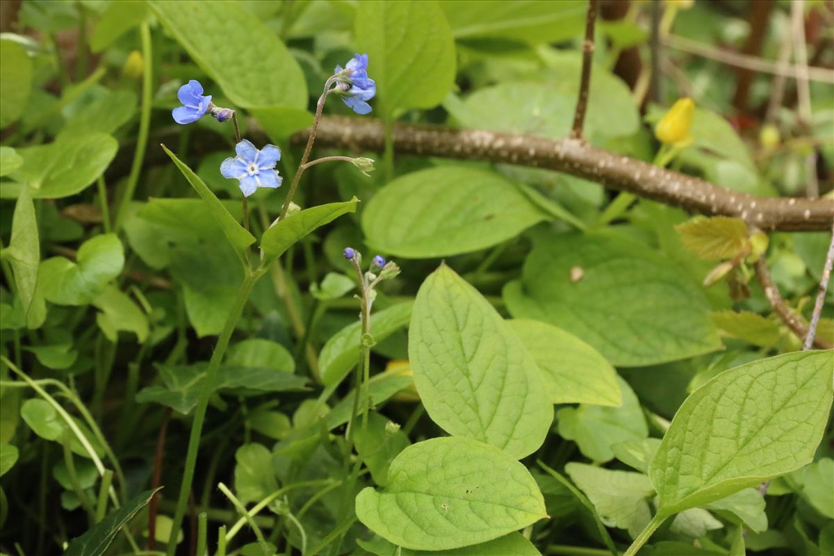 Omphalodes verna (door Willem Braam)