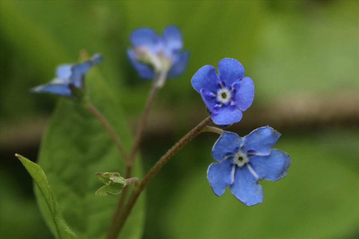 Omphalodes verna (door Willem Braam)