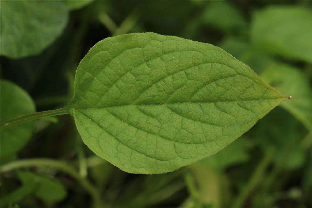 Omphalodes verna (door Willem Braam)