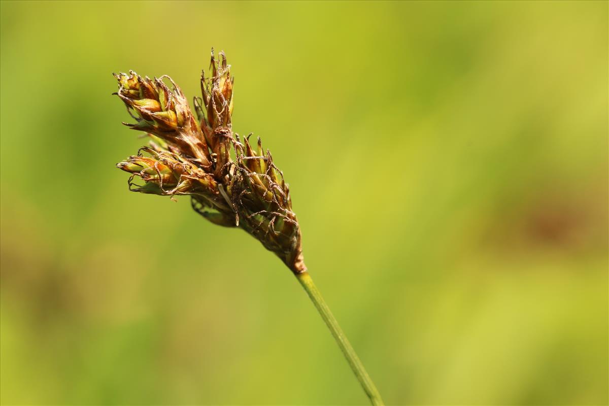 Carex praecox (door Willem Braam)