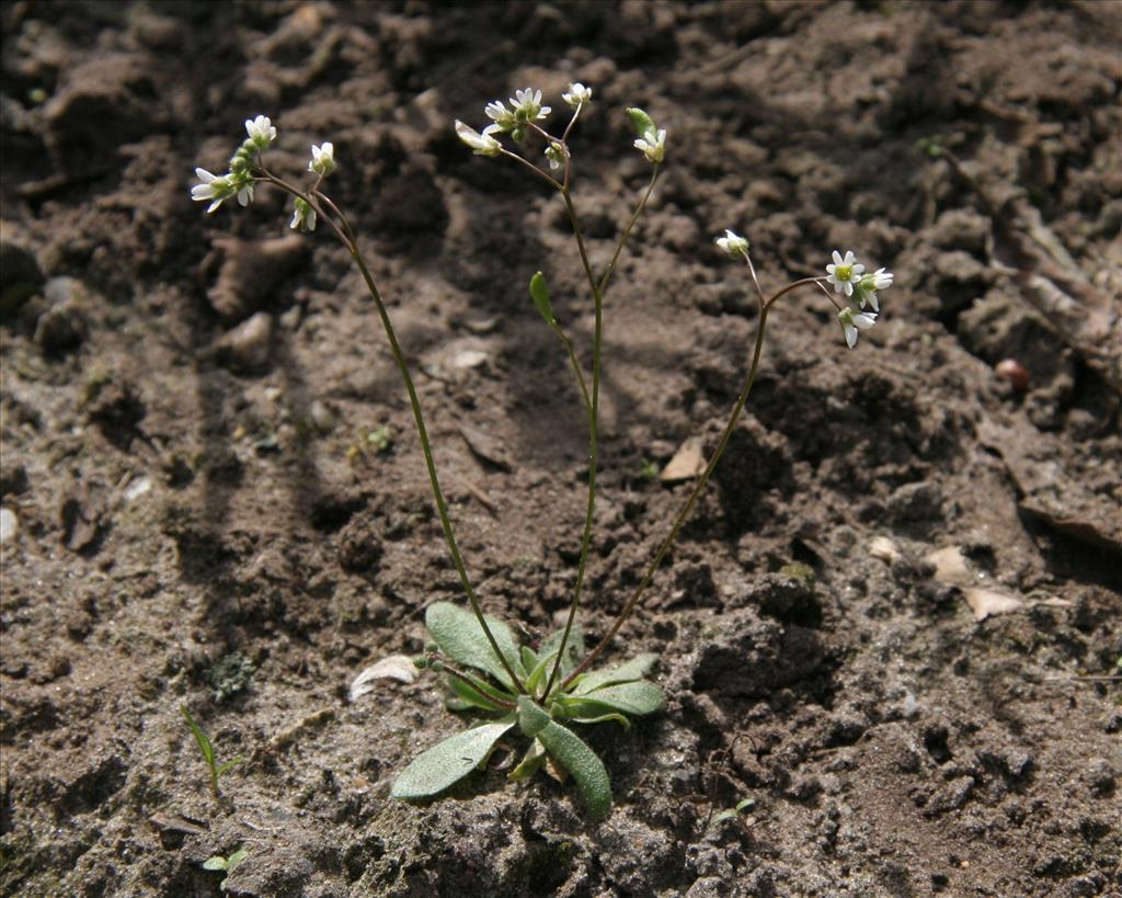 Draba verna (door Willem Braam)