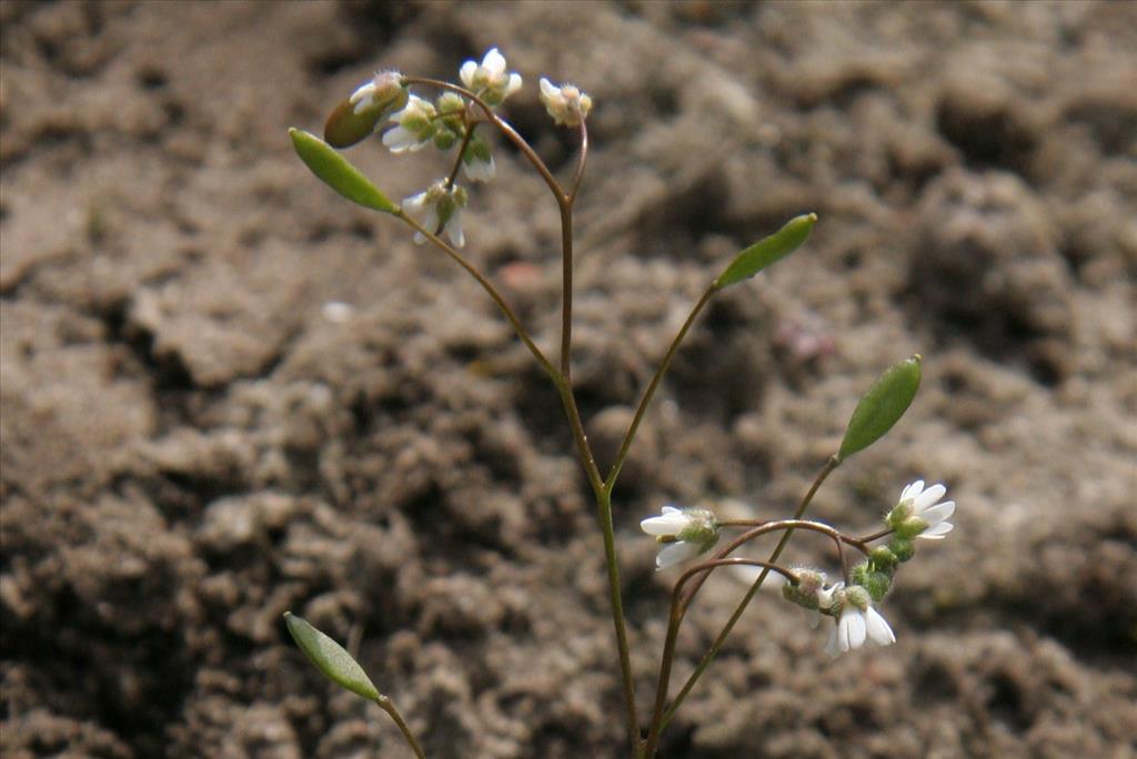 Draba verna (door Willem Braam)