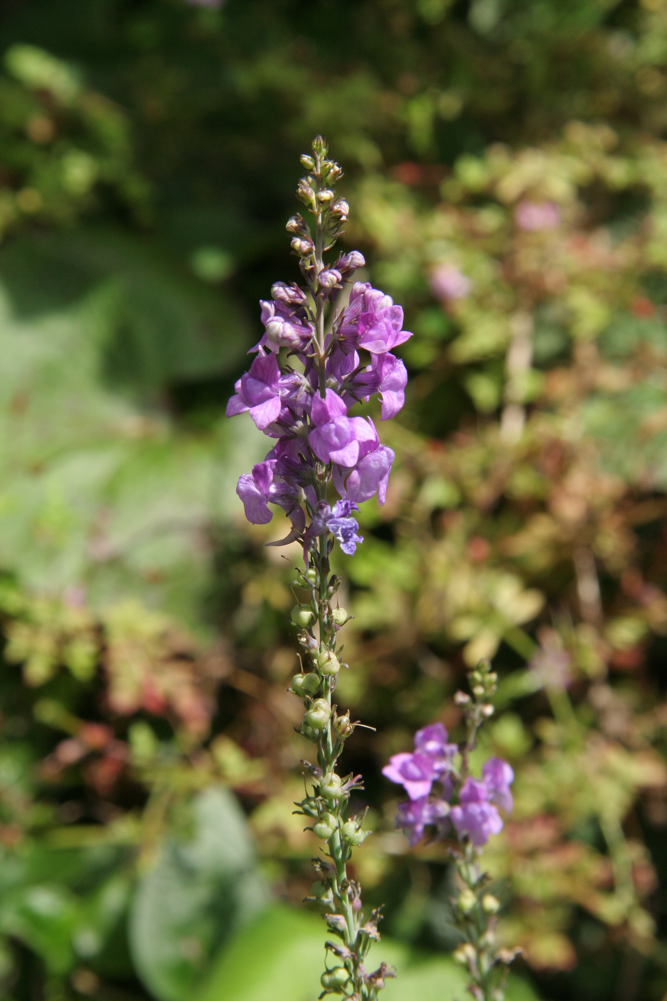 Linaria purpurea (door Willem Braam)