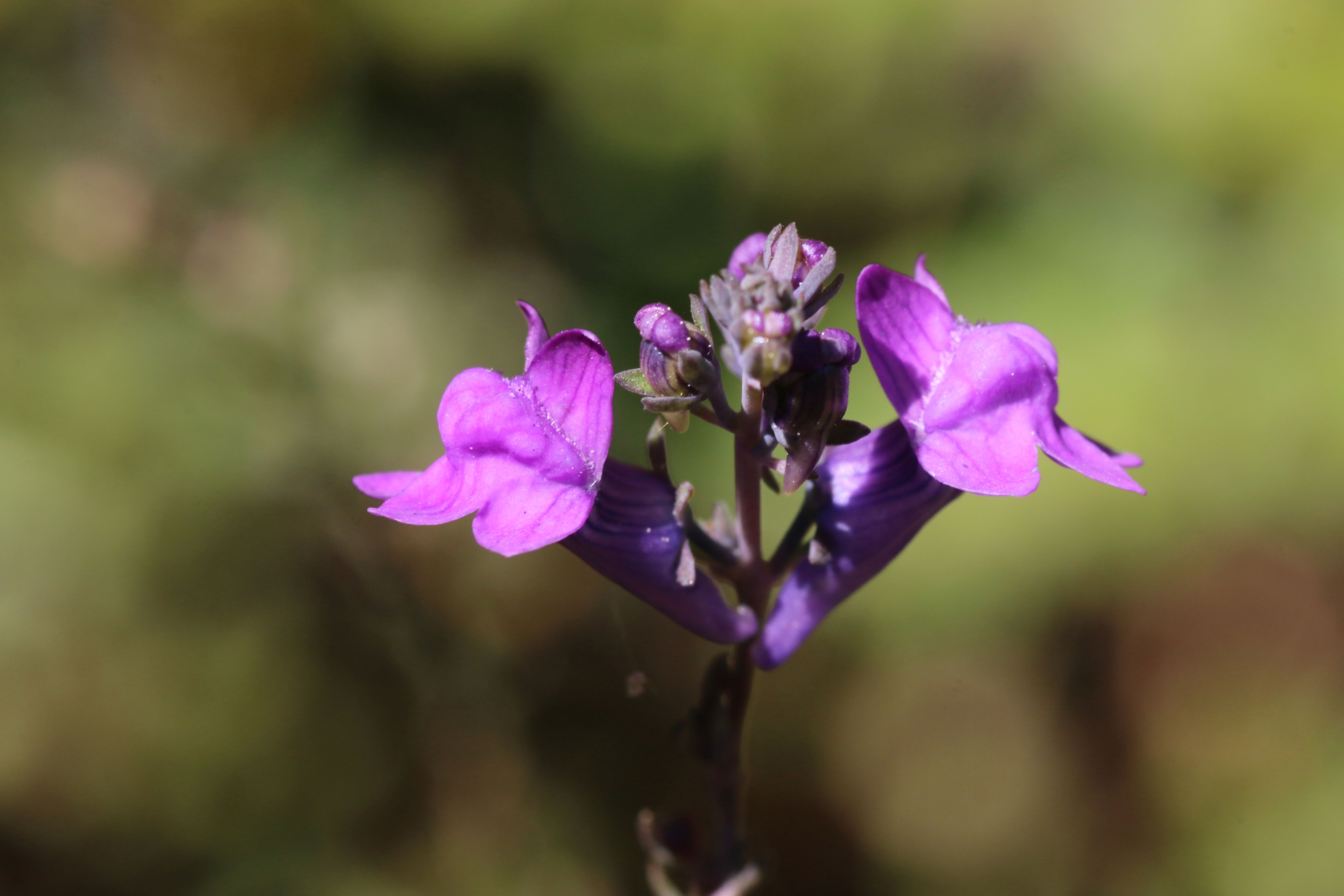 Linaria purpurea (door Willem Braam)