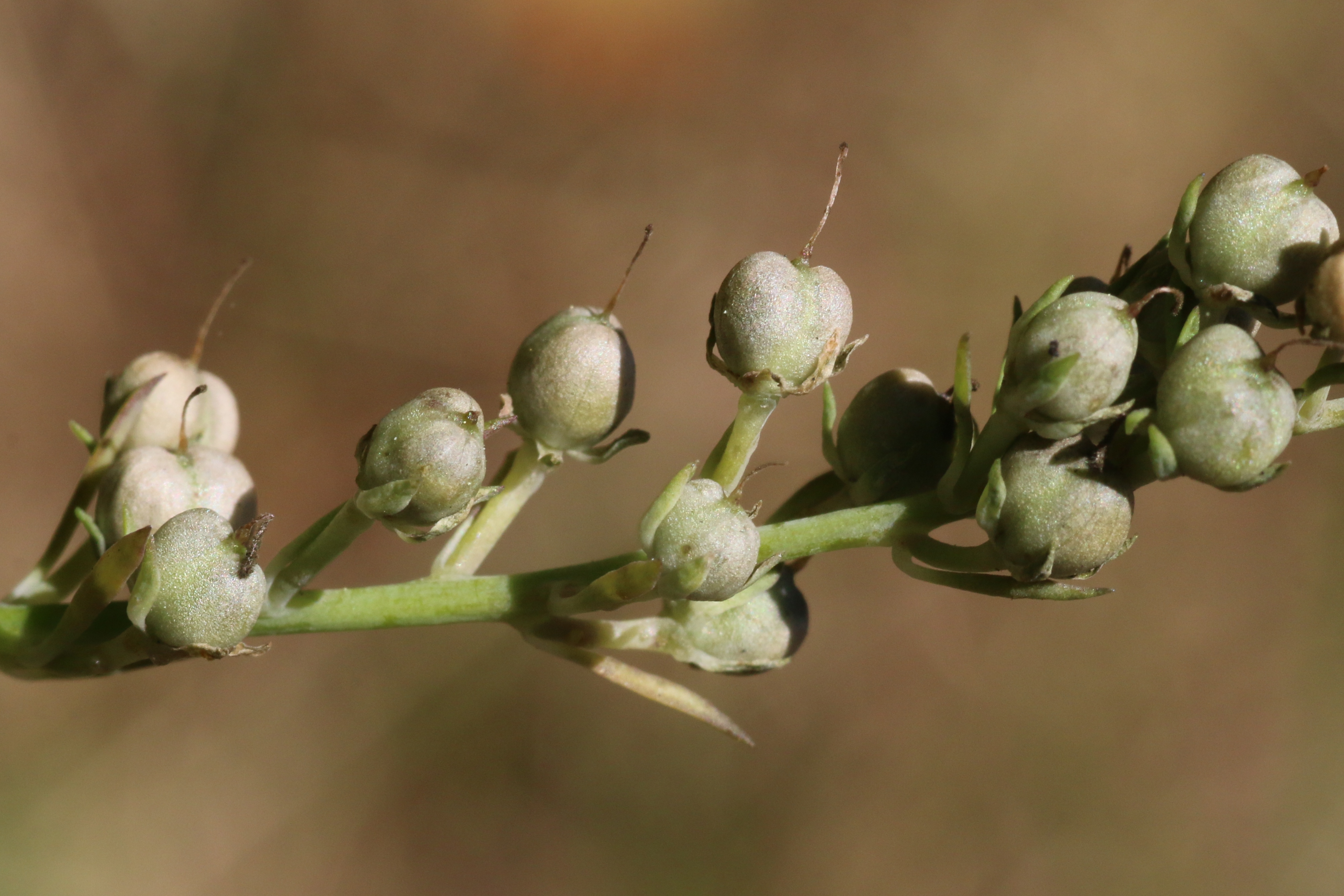 Linaria purpurea (door Willem Braam)