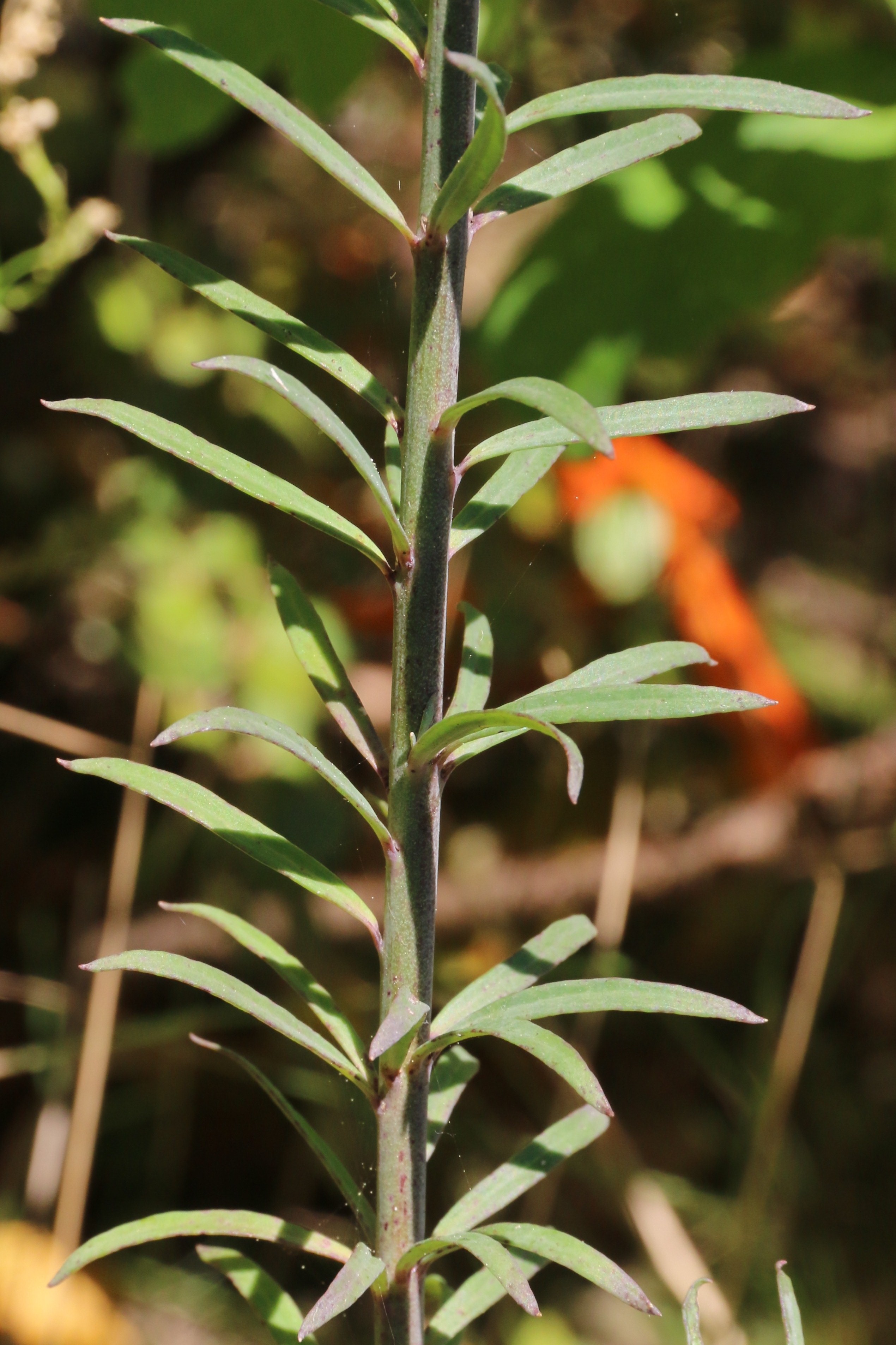 Linaria purpurea (door Willem Braam)